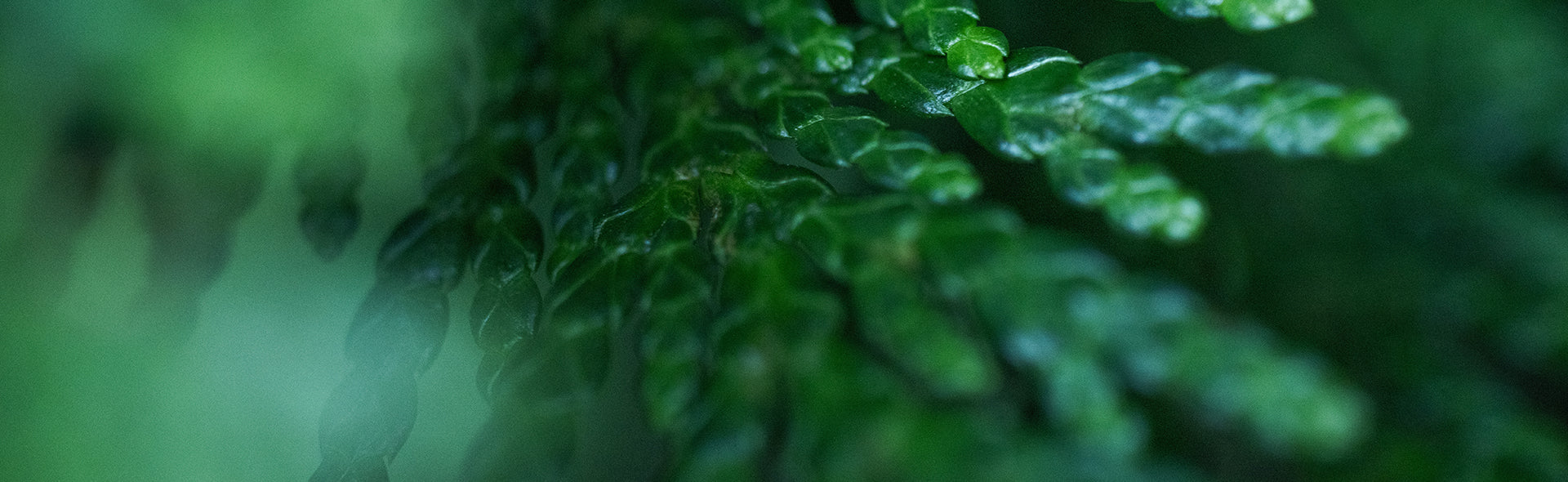 The Natural Benefits of Hinokitiol (Beta-Thujaplicin)