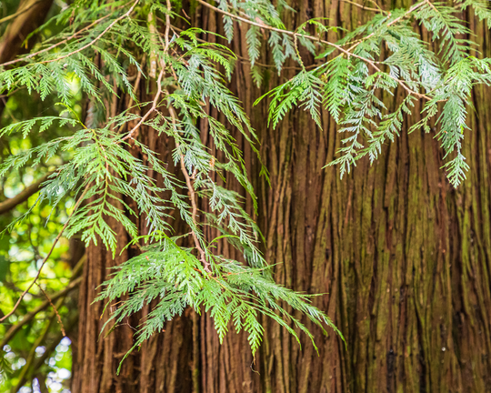The Natural Benefits of Beta-Thujaplicin