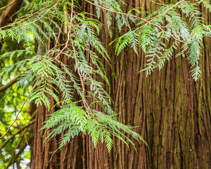 The Natural Benefits of Beta-Thujaplicin