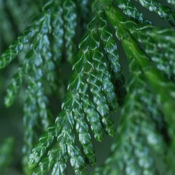 Hinokitiol botanical