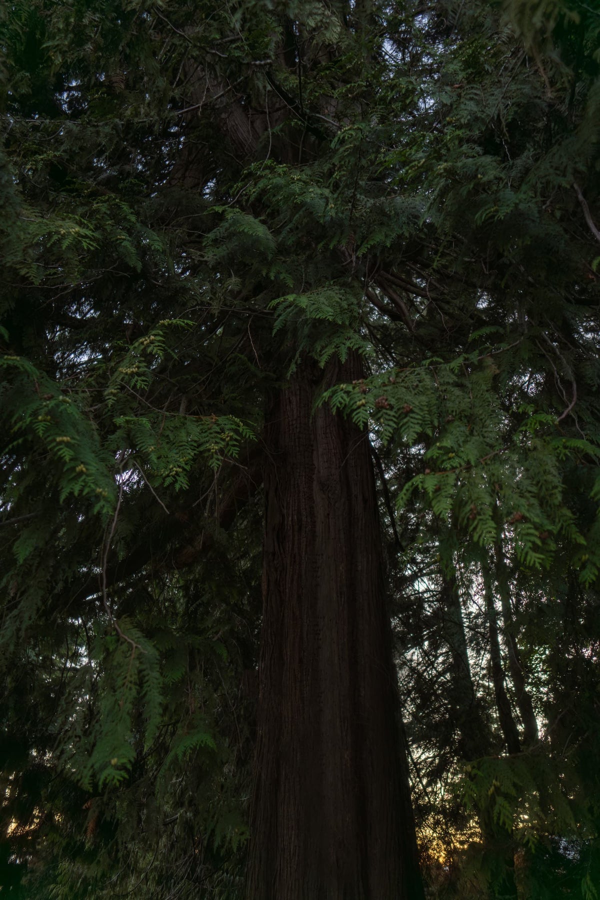 From the forests of the Pacific Northwest.
